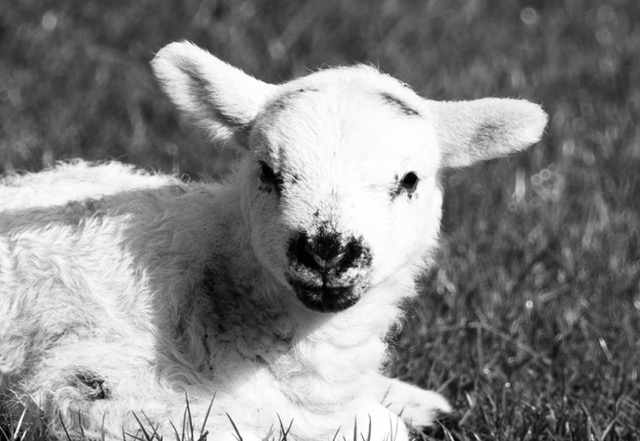 EHRs and Data Harvesting