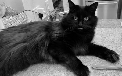 Resonating With My Cat and My Readers: It’s About Me