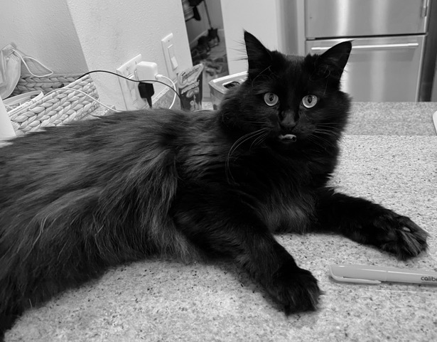 Resonating With My Cat and My Readers: It’s About Me