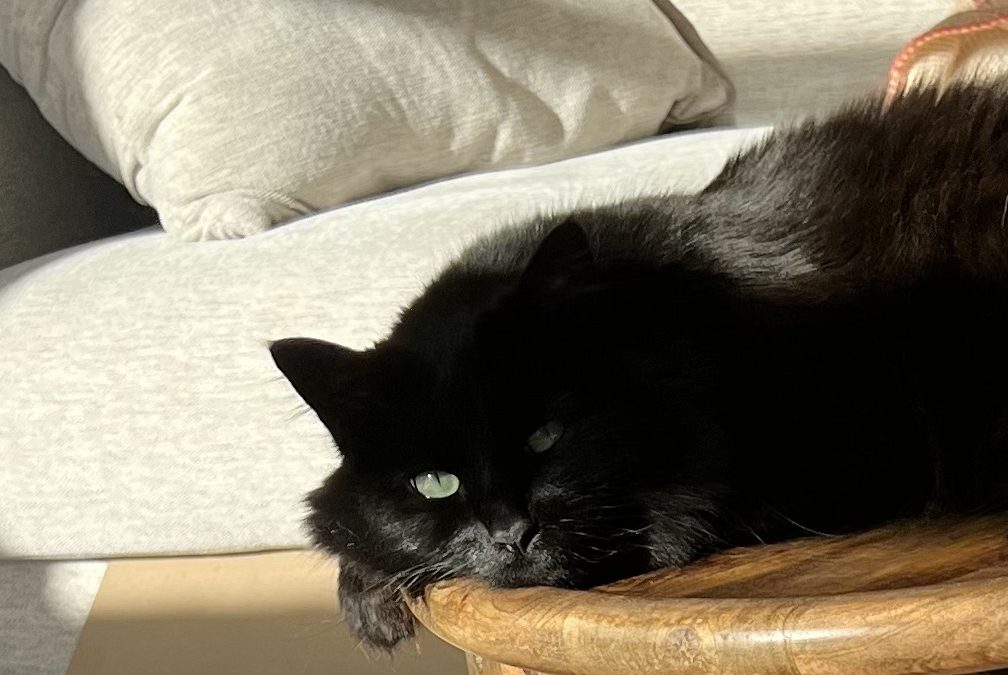 Lessons From My Cat: Finding Delight