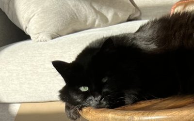 Lessons From My Cat: Finding Delight