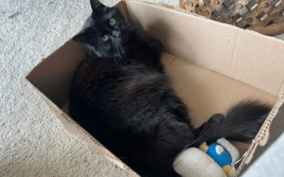 Lessons From My Cat: Simplicity