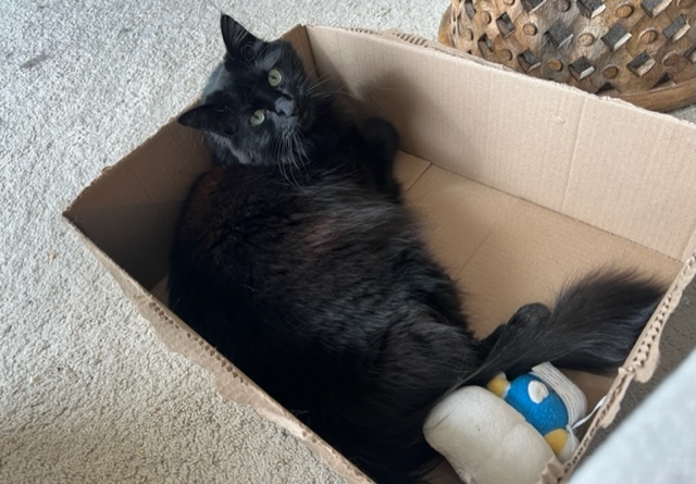 Lessons From My Cat: Simplicity