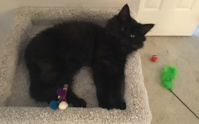 The Chains of A COVID Kitten