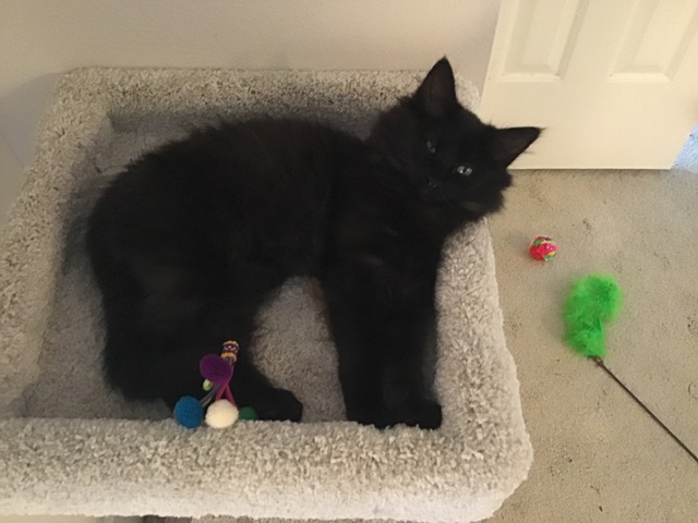 The Chains of A COVID Kitten